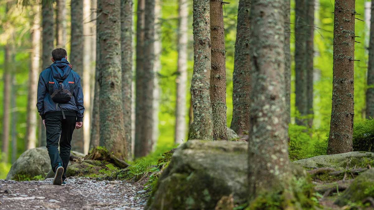 A man hiking on a Forest trail